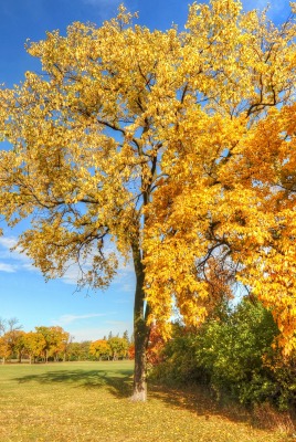 осень дерево поляна листья ветви