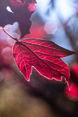 лист осенний красный бордовый