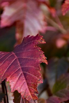 лист осень бордовый
