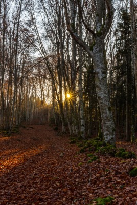 лес осень дорога листья