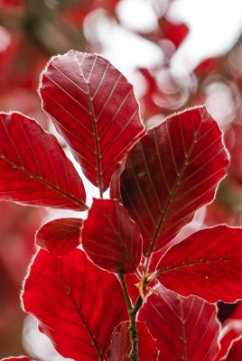 ветка красный листья осень