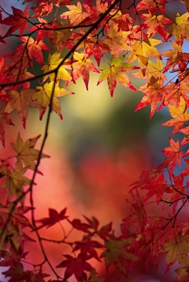 ветка осень клен листья