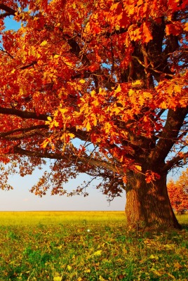 дерево поле осень горизонт