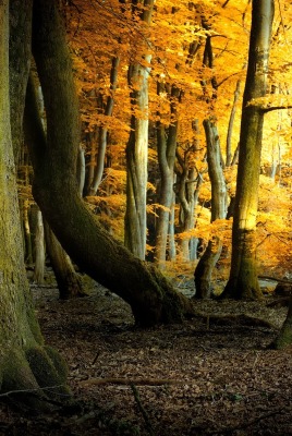 лес мрак осень деревья