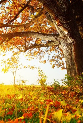 листья клен дерево осень солнечный свет