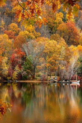 лес отражение берег листва водоем осень