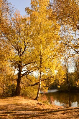речка берег осень деревья лес