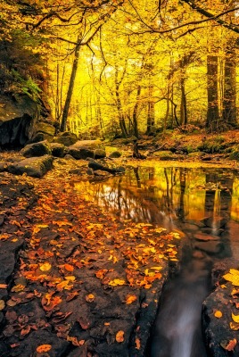 лес камни ручей речка осень