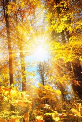 осенний лес солнце деревья осень золотая