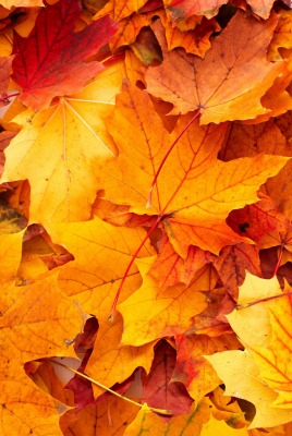 листья кленовые осень