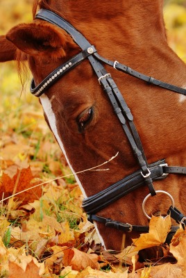 лошадь листва осень