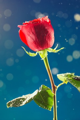 роза частицы валентинов день