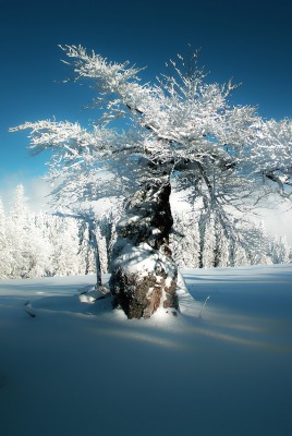 зима снег дерево иней
