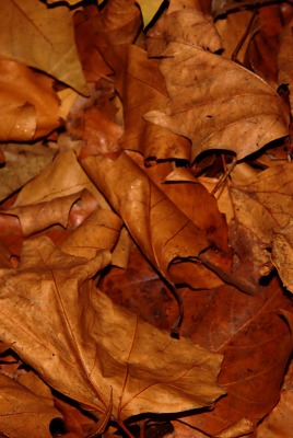 Засохшие листья