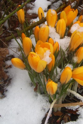 Желтые тюльпаны под снегом