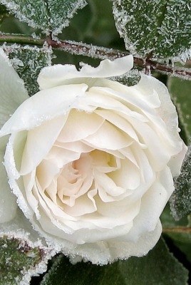 Белая роза под инеем