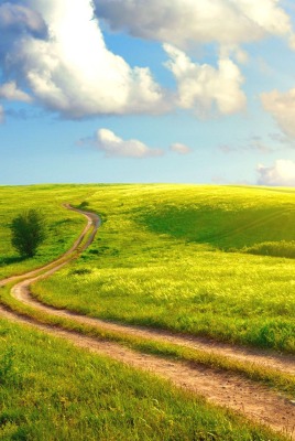 Дорога вдоль зеленых полей