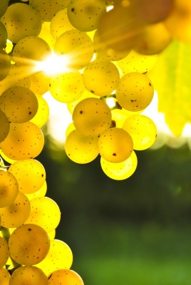 Светящиеся грозди винограда