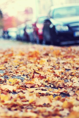 Опавшие на тротуар листья