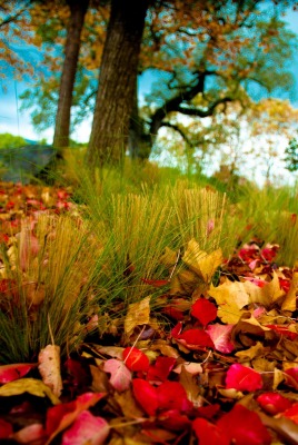 Краски осенних листьев