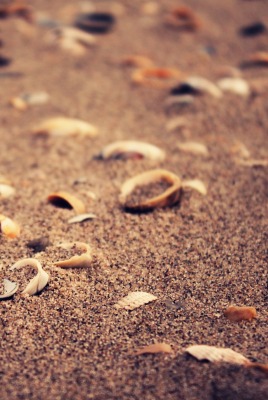 Разбитые ракушки на песке