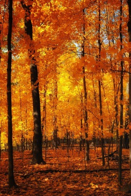 Лес в желтых красках осени