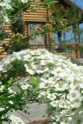 Цветение в саду перед домом