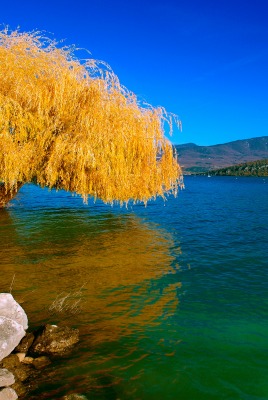 Осень ива над озером