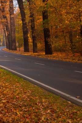 Дорога в осеннем лесу