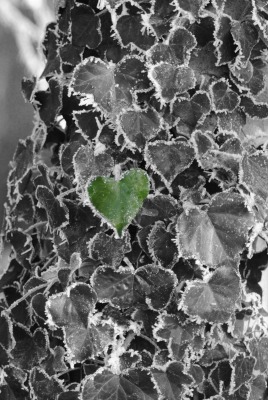 Одинокий листок в виде сердца