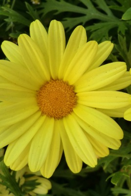 Два желтых цветка