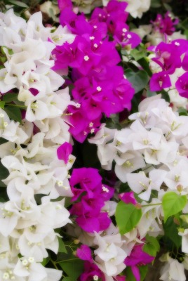 Белые и сиреневые цветки