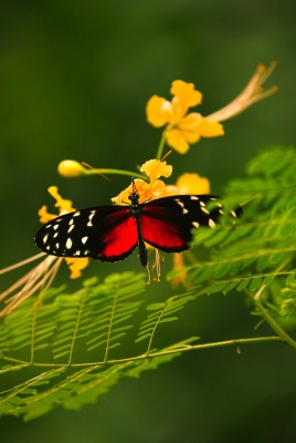 Бабочка на растении