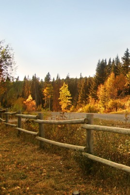 Лес, осень, забор