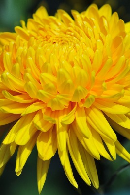 Желтый распустившийся цветок