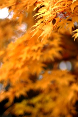 Осень, забор, листья