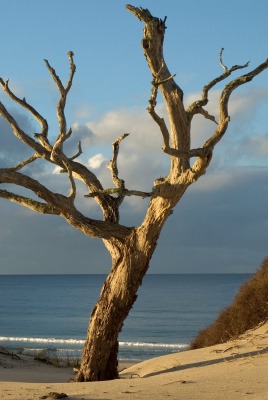 Сухое дерево на пляже