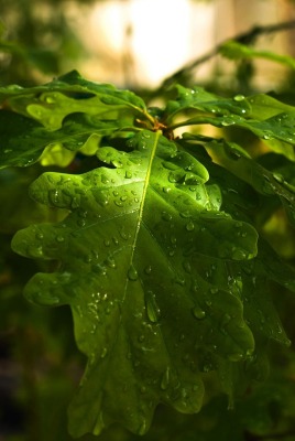 Мокрые листья дуба