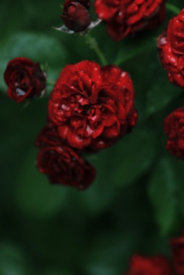 Бордовые цветы с каплями дождя