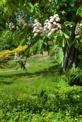 Зеленый сад, парк