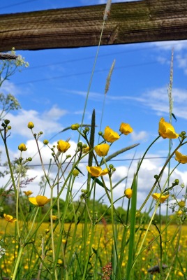 Желтые цветы под забором