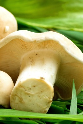Сыроежки грибы