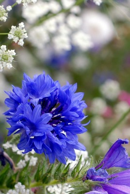 природа цветы синие трава nature flowers blue grass