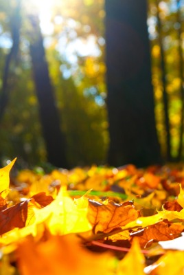 Осенняя листва в лесу
