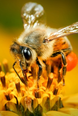 Пчела на желтом цветке