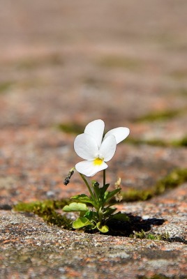 Белый цветок прорастающий из камня