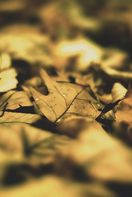 Листья