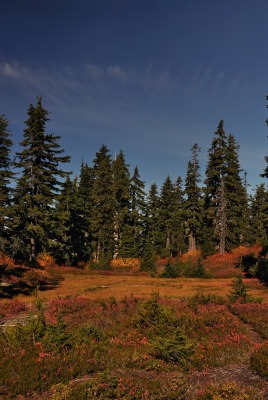 Осенний хвойный лес