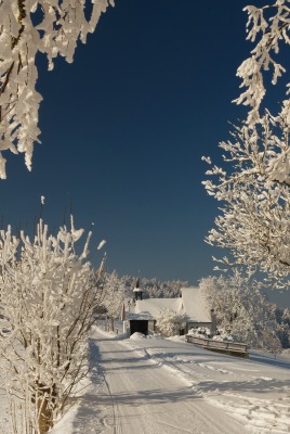 Зима, дорога, деревья в снегу