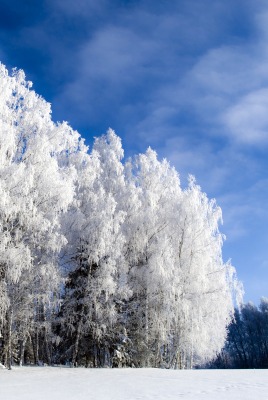 снежная зима